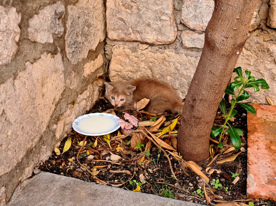 Šibenski vatrogasci brzi i efikasni: Spasili malu macu koja se zaglavila u kolu automobila 