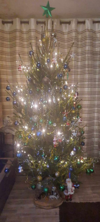 Provjerite tko su pobjednici izbora za naj jelku!