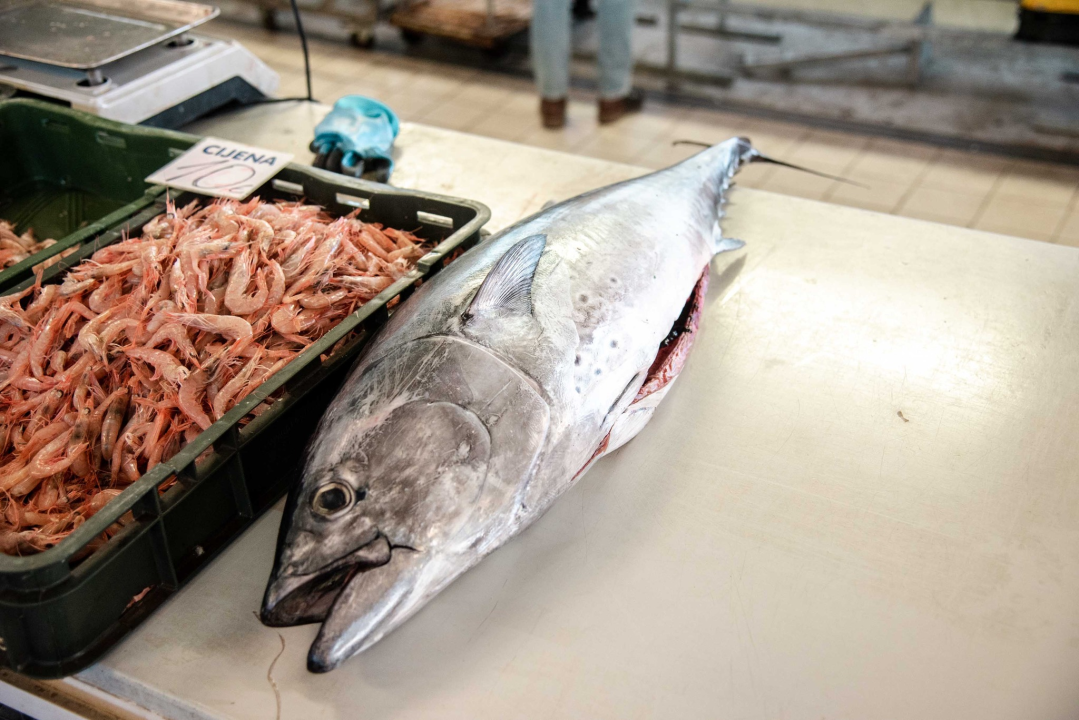 Šibenska peškarija danas nudi hamu, ribu na rubu istrebljenja u Jadranu