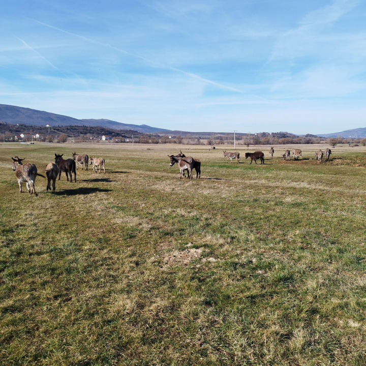 Martin i supruga odlučili su ostati na selu i baviti se poljoprivredom: 'Na OPG-u u Petrovom polju radi cijela obitelj'