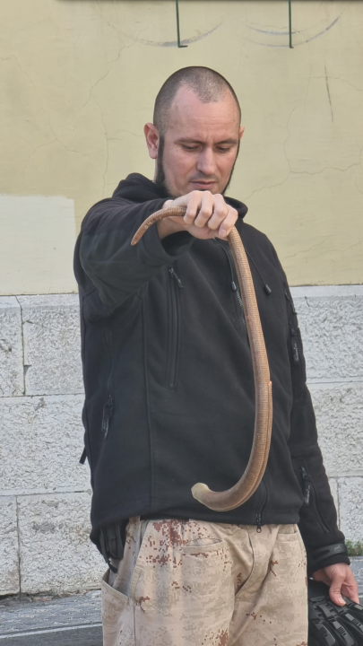 Denis Periša spasio blavora iz centra Šibenika: Motao se oko ulaza u gradsku upravu