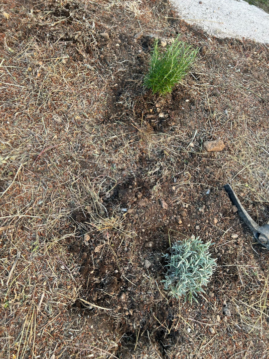 Učenici Ekonomske škole ispred glavnog ulaza posadili sadnice ljekovitog grmlja