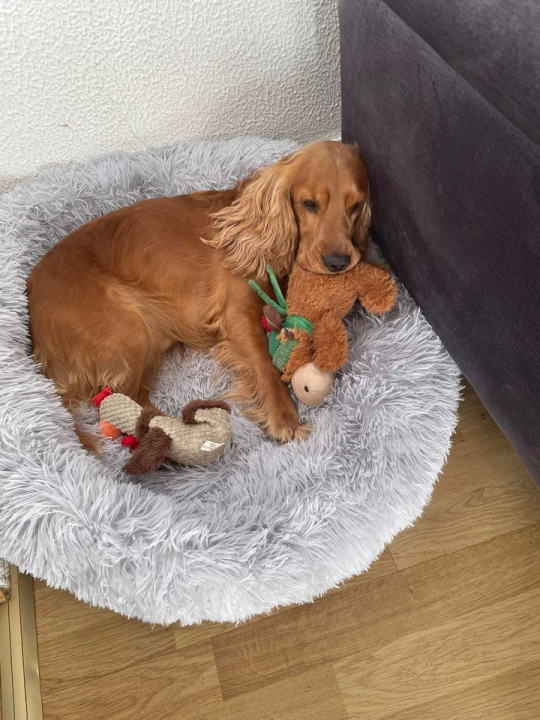 Provjerite tko su naj ljubimci 2024. godine!