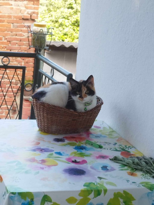 Provjerite tko su naj ljubimci 2024. godine!