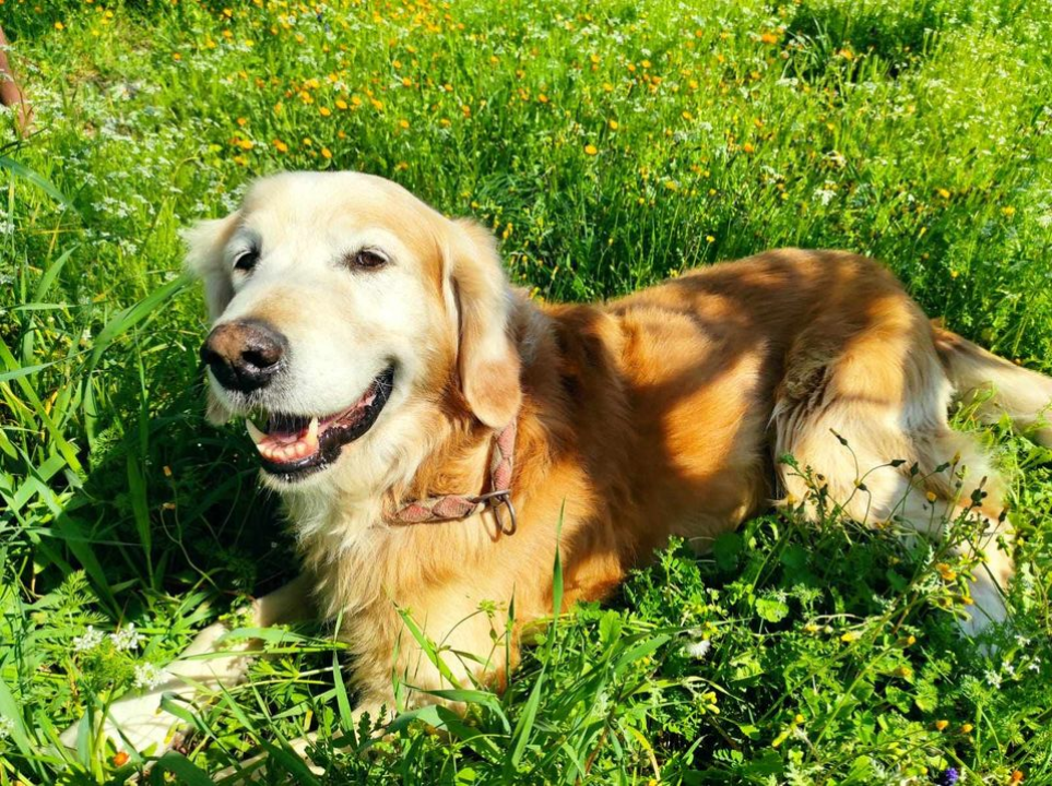 Provjerite tko su naj ljubimci 2024. godine!