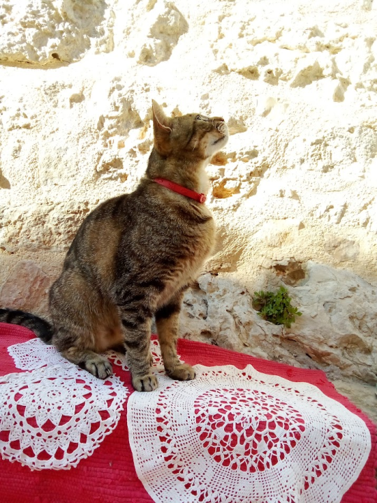 Provjerite tko su naj ljubimci 2024. godine!