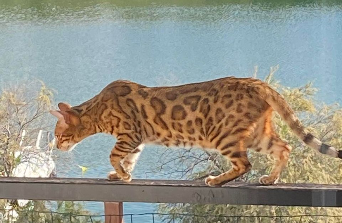 Provjerite tko su naj ljubimci 2024. godine!