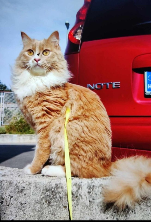 Provjerite tko su naj ljubimci 2024. godine!