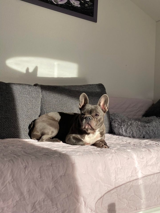 Provjerite tko su naj ljubimci 2024. godine!