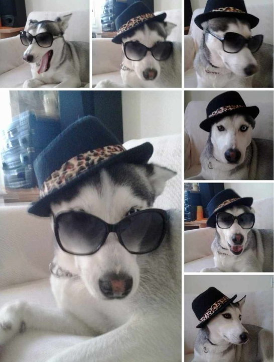 Provjerite tko su naj ljubimci 2024. godine!