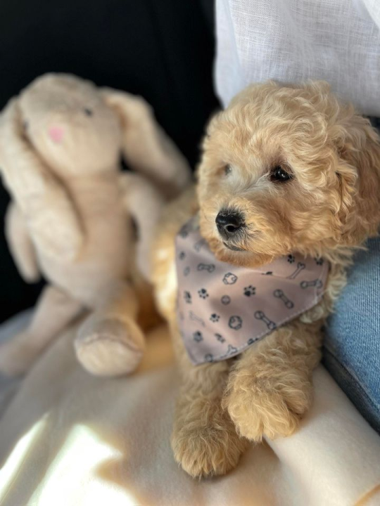 Provjerite tko su naj ljubimci 2024. godine!