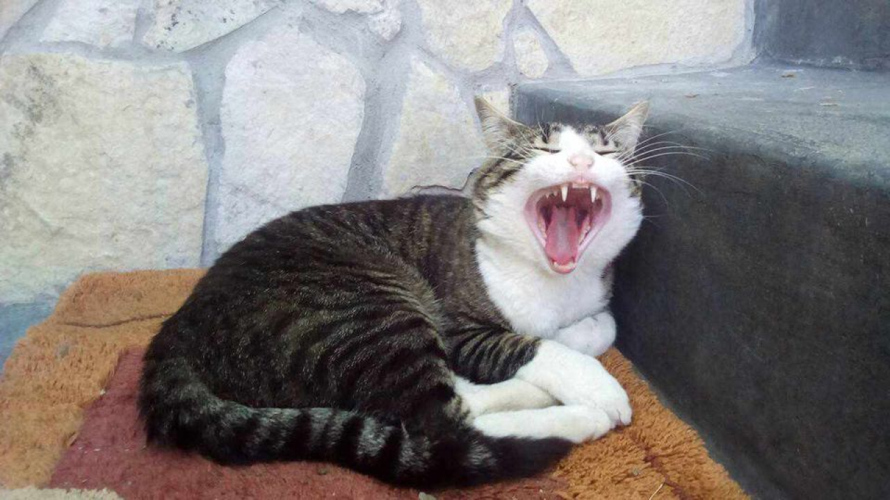 Omiljeni bistro Kod Starog odlično je odredište i u ljetnim danima!