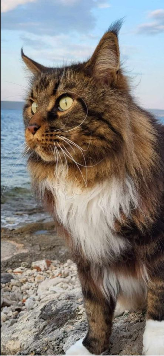 Provjerite tko su naj ljubimci 2024. godine!