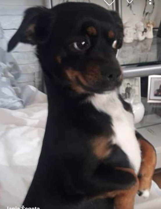 Provjerite tko su naj ljubimci 2024. godine!