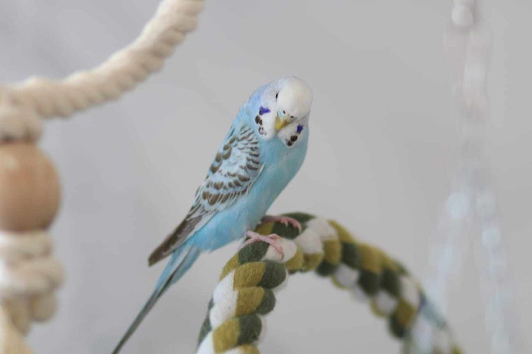 Provjerite tko su naj ljubimci 2024. godine!