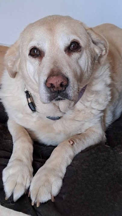 Provjerite tko su naj ljubimci 2024. godine!