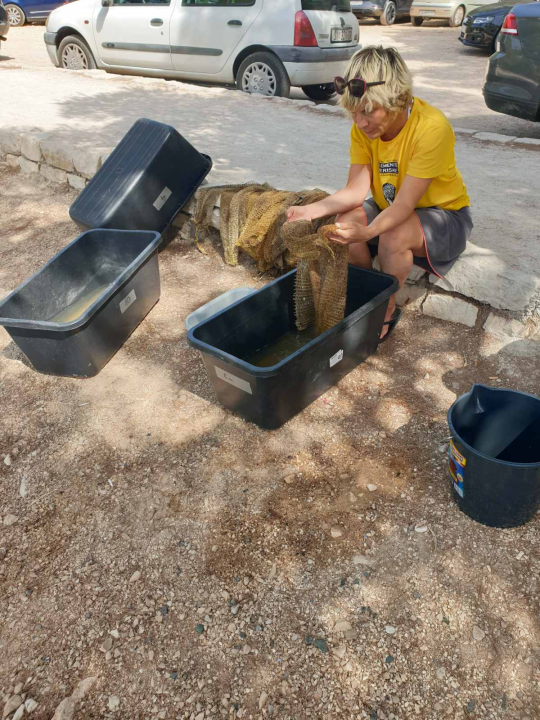 Vidjeli ste plemenitu perisku? Dojavite lokaciju i osvojite nagradu