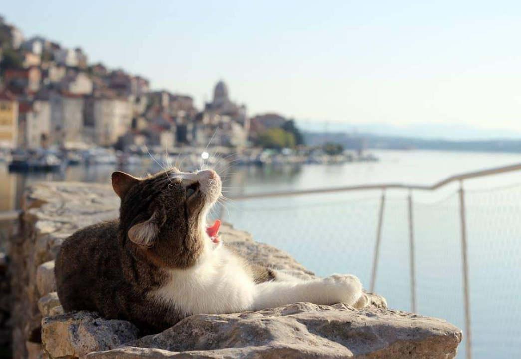 U Šibenik se lako zaljubiti: Gosti kažu da 'ima dušu'
