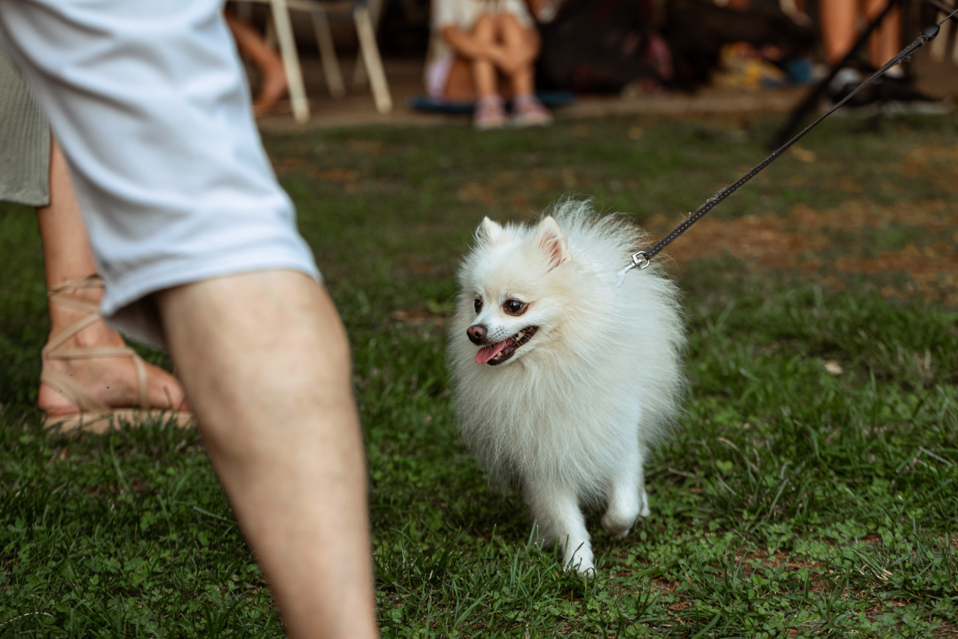 Šibenske šape rođendan proslavile izložbom pasa, tombolom i kvizom