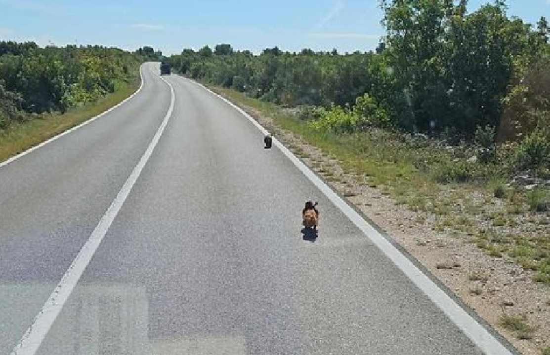 Kod Draga na magistrali iz njemačkog kombija izbacili dva psa i nastavili vožnju prema Šibeniku