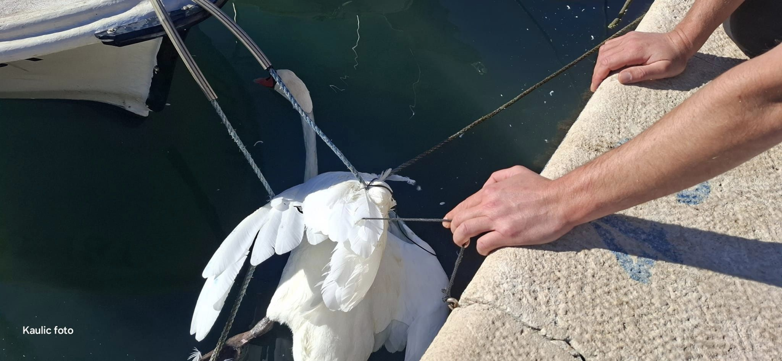 Slučajni susreti kolega vatrogasaca u Pirovcu doveli do neobične akcije spašavanja 