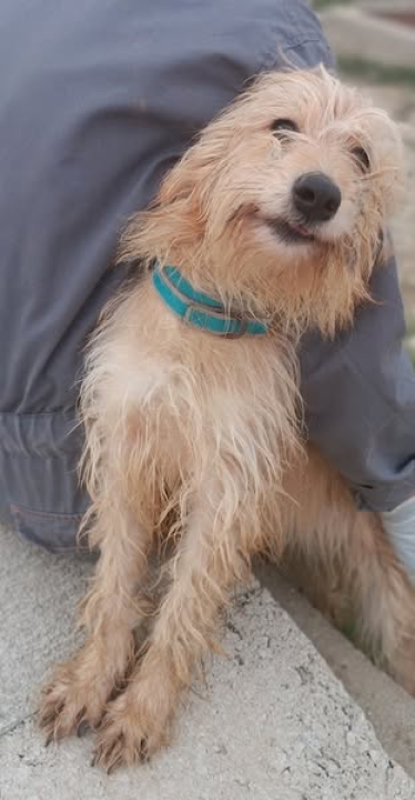 Malena Ziva bila je nečiji kućni psić, teško joj pada život u skloništu i traži novi dom