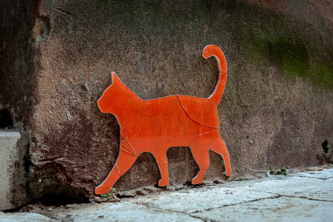 Gorica zimi: U starom šibenskom kvartu 'nema pasa', ali nađe se poneka mačka