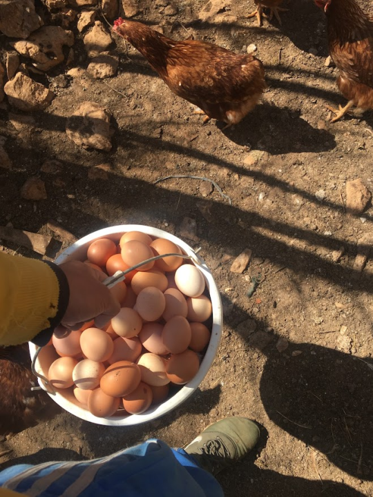 'Halo Jaja': Od koka do vaše kuhinje u najkraćem mogućem roku!