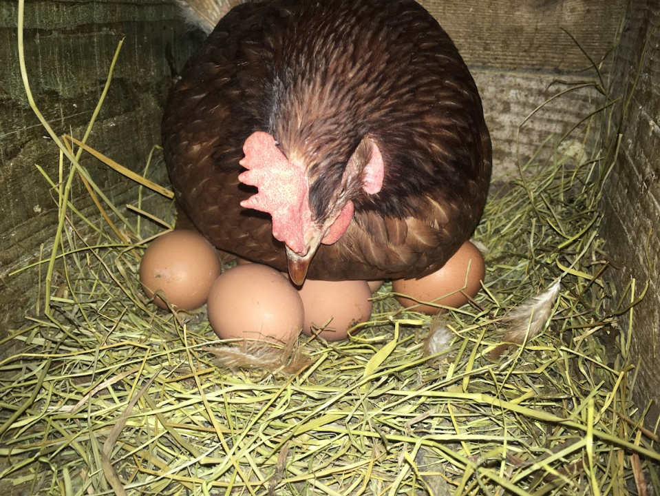 'Halo Jaja': Od koka do vaše kuhinje u najkraćem mogućem roku!