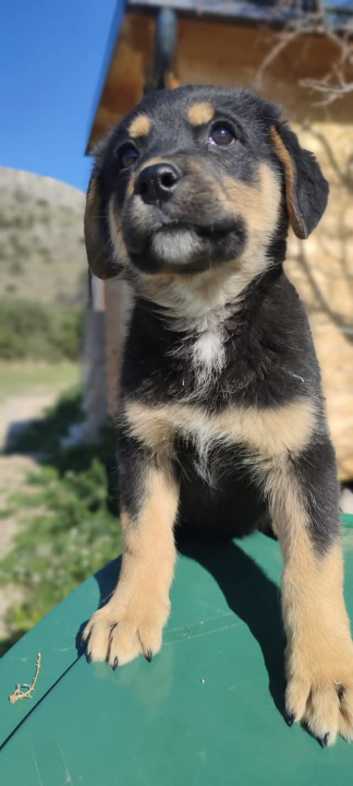 Preslatki Rayder iz Šibenskih šapa traži dom