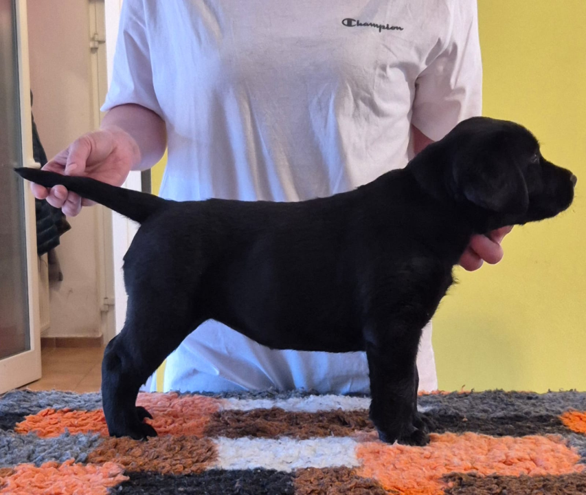 Preslatki štenci labradora spremni za novi dom – iz vrhunskog uzgoja s urednim rodovnicima