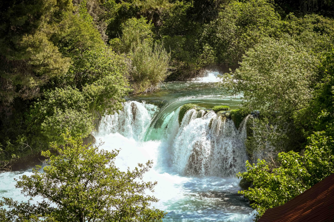 FOTO Podijeljeno 1500 sadnica lavande, mirte i lovora: Akcija ‘Rastemo zajedno’ treću godinu zaredom u NP Krka
