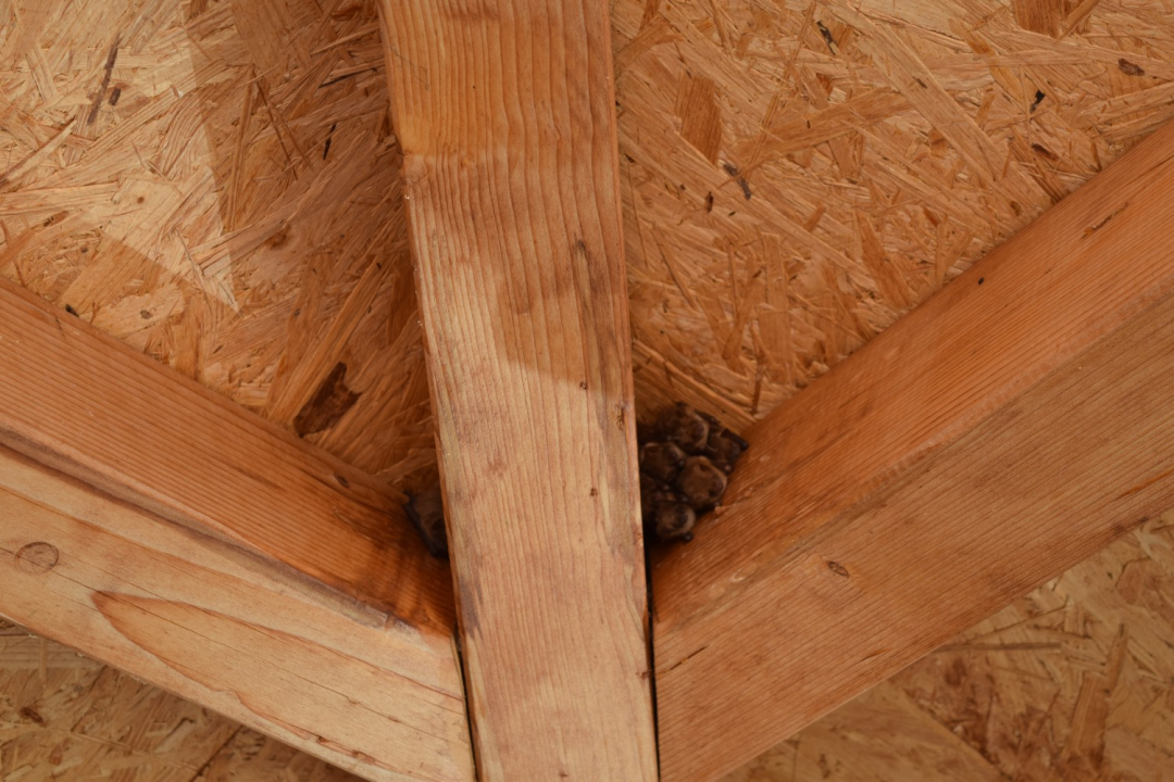 Mladi čuvari prirode: Junior Ranger grupa okupila se u Eko kampusu 'Krka' Puljani