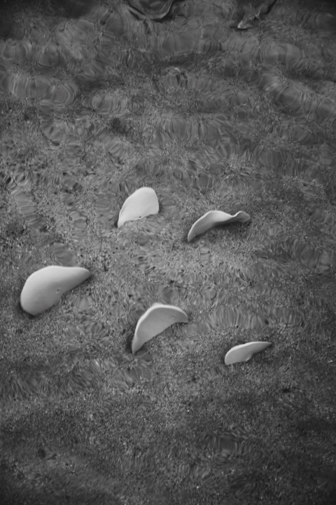 U četvrtak otvorenje izložbe 'Val od soli' Nataše Ninić