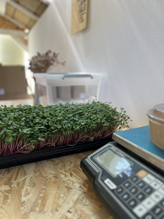 Roko i Anđela na Zlarinu uzgajaju mikrobolje.