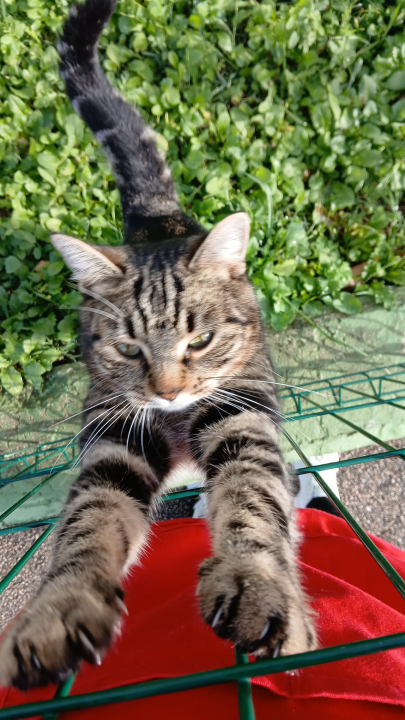 Preslatka maca s područja Šubićevca treba pomoć: ‘Pitoma je, voli djecu i traži topli dom’