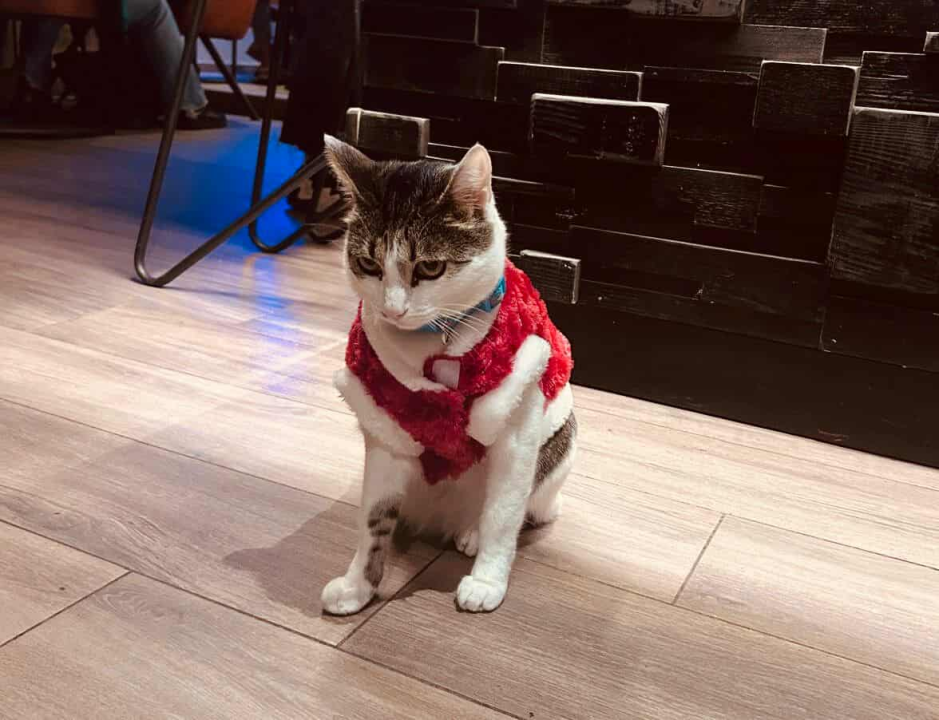 Pero je glavna zvijezda PUB-a 022