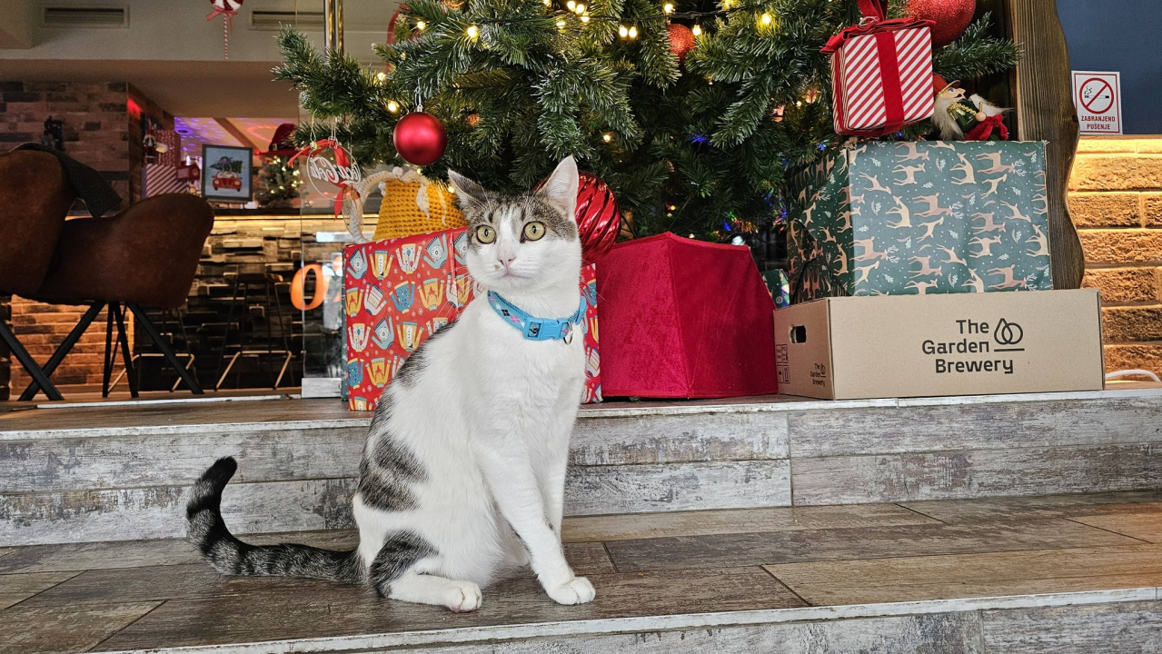 Pero je glavna zvijezda PUB-a 022