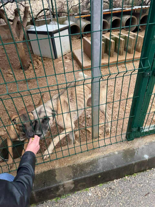 Alarmantno stanje u skloništu šibenskog AS-EKO-a