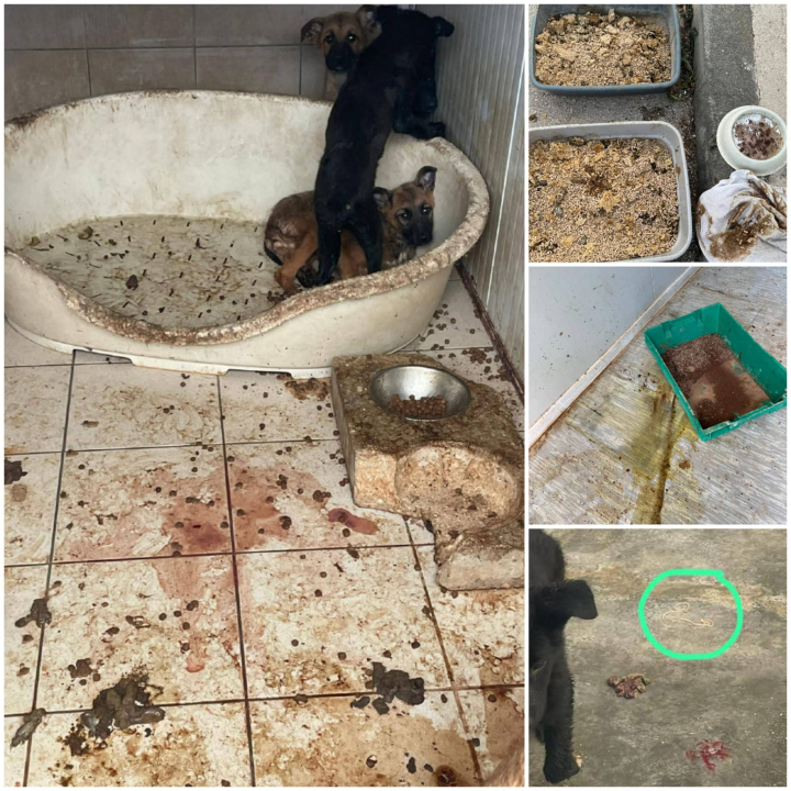 Pokret za životinje poslao apel Željku Buriću: 'Ovakvo stanje pasa u As Eku nije od jučer'