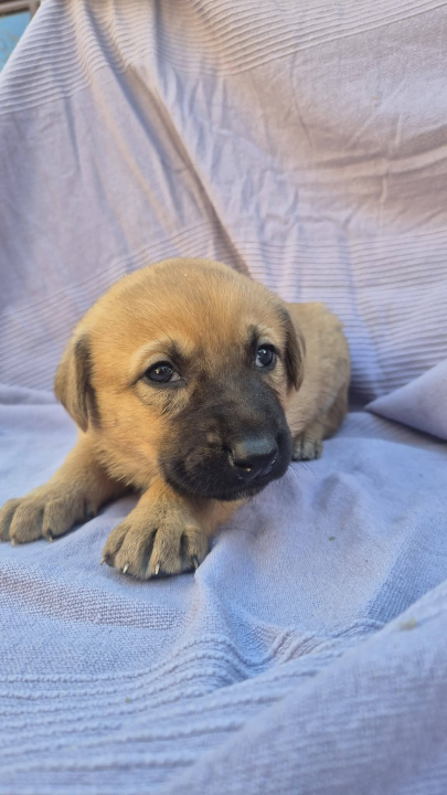 Pogledajte ova mala njuškala sa Zlarina. Netko od njih možda čeka baš vas