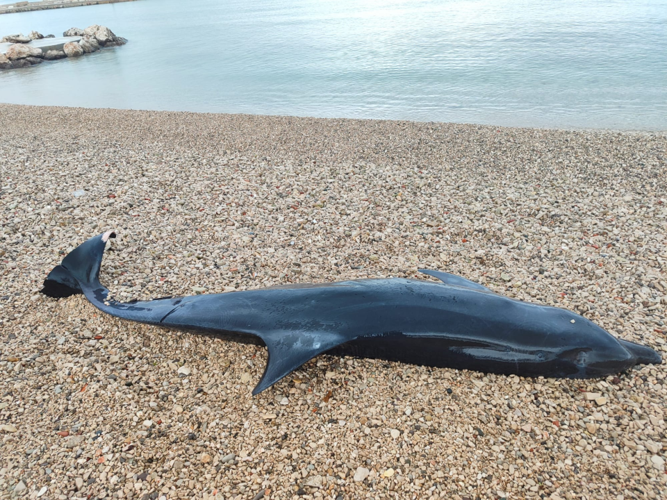 Nakon juga: Uginuli dupin pronađen na plaži u Tribunju