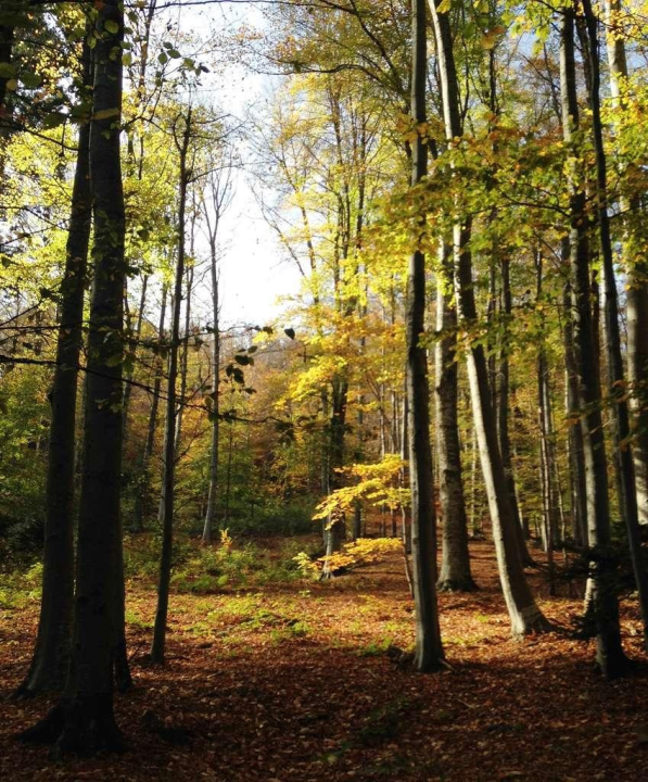 Velika obljetnica u Šibeniku: HPD Kamenar slavi 100 godina djelovanja