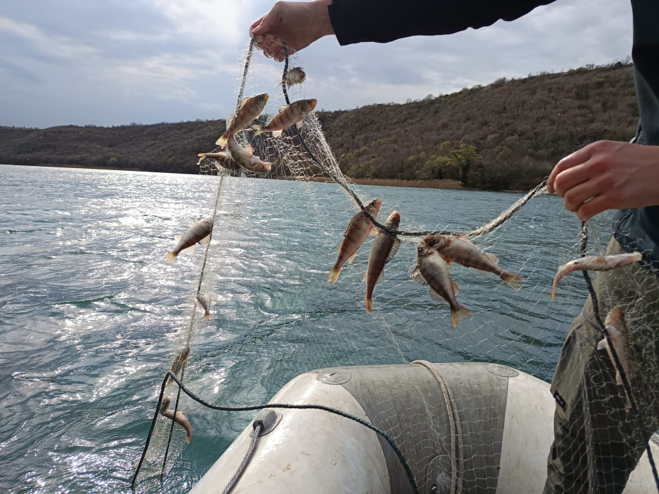 Stručnjaci na Krki krenuli u borbu za očuvanje ugroženih slatkovodnih riba