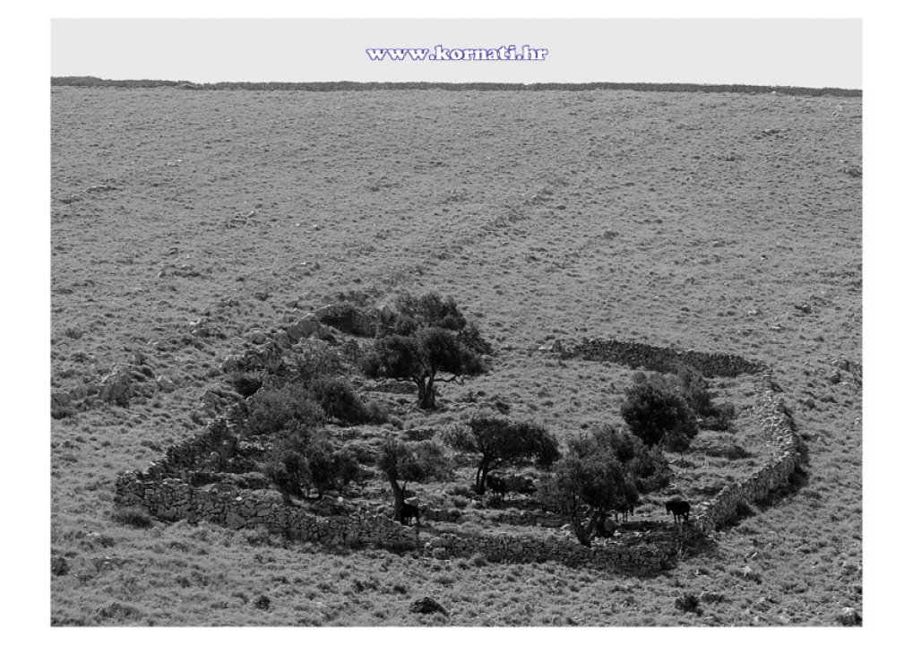 Kornatska priča o stoljetnom opstanku: Ovce, masline i suhozidi