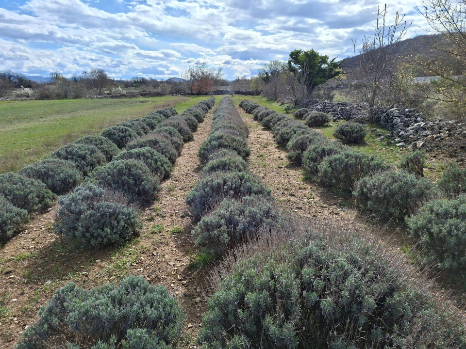 Mario u Unešiću ima plantažu lavande