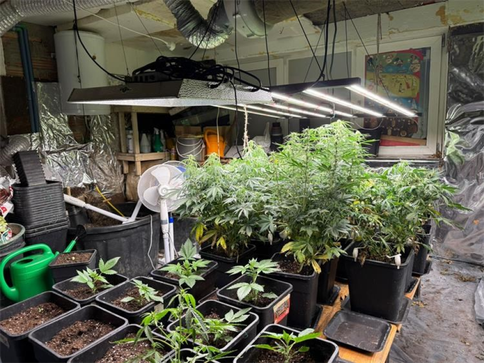 Policija u Rogoznici pretresla stan 45-godišnjaka: Uzgojio 163 stabljike indijske konoplje