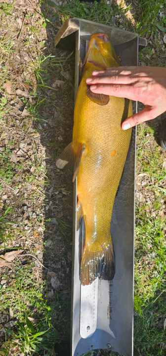 Provedena akcija izlova strane i invazivne ribe s područja Nacionalnog parka Krka