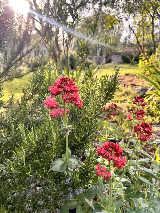 'Zelena tura' u Drnišu spojila generacije kroz priču o botanici i baštini