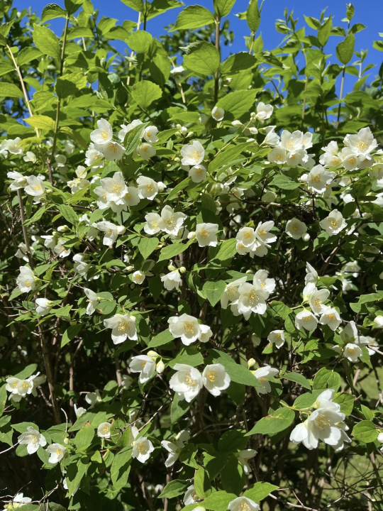 Predivni prizori s 'dragulja s Krke': Visovac je sklad života i mira